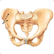 Pelvic Girdle