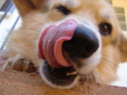 IloveCorgi